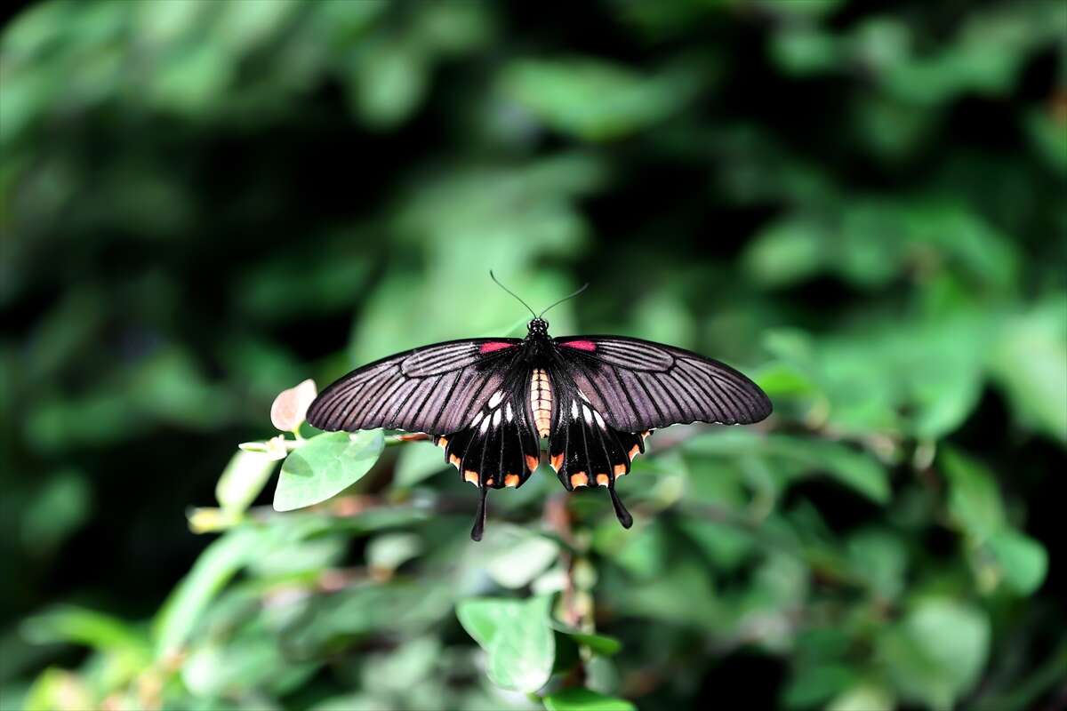 Şebi Arus için gelenler Konya’nın ünlü mekanında huzur bulacak 19
